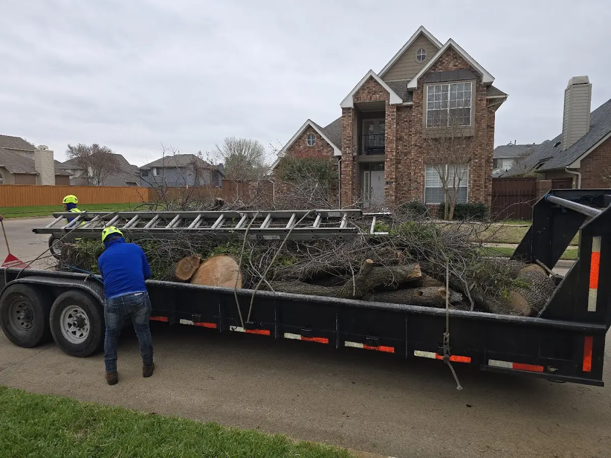 Expert Tree Pest Control with proper safety equipment in Mindenmines